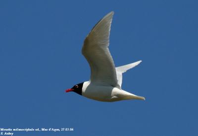 Mouette mlanocphale, Larus melanocephalus