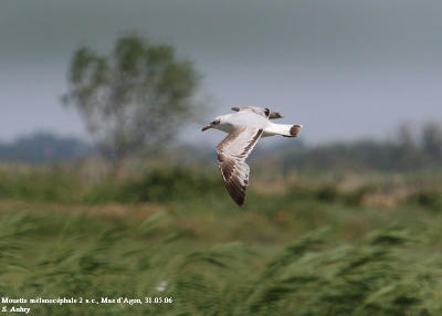 Mouette mélanocéphale, Larus melanocephalus