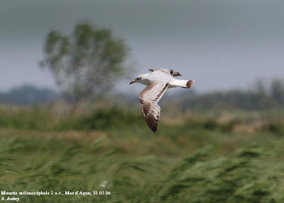 Mouette mlanocphale, Larus melanocephalus