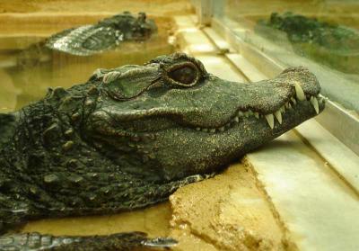 Crocodile nain, Osteolaemus tetraspis