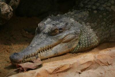 Faux gavial africain, Crocodylus cataphractus