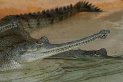 Gavial du Gange, Gavialis gangeticus