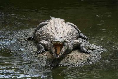 Crocodile du Nil, Crocodylus niloticus