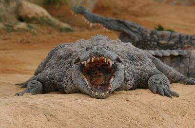 Crocodile du Nil, Crocodylus niloticus