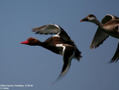 Nette rousse, Netta rufina