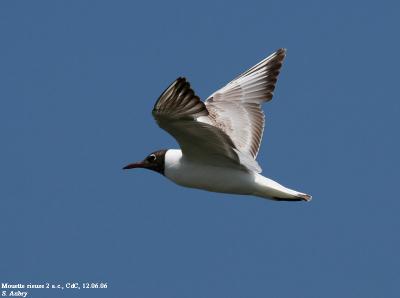 Mouette rieuse, Larus ridibundus