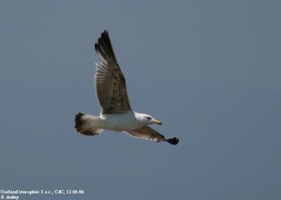Goéland leucophée, Larus michahellis