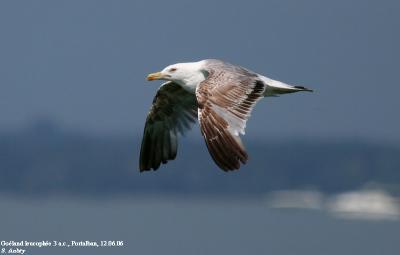 Goéland leucophée, Larus michahellis