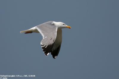 Goéland leucophée, Larus michahellis