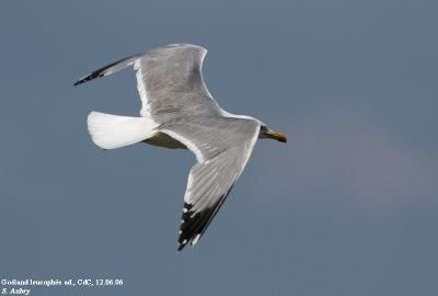 Goéland leucophée, Larus michahellis