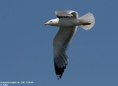 Goéland leucophée, Larus michahellis