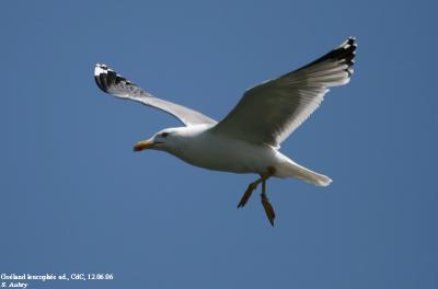 Goéland leucophée, Larus michahellis