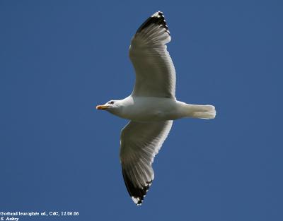 Goéland leucophée, Larus michahellis