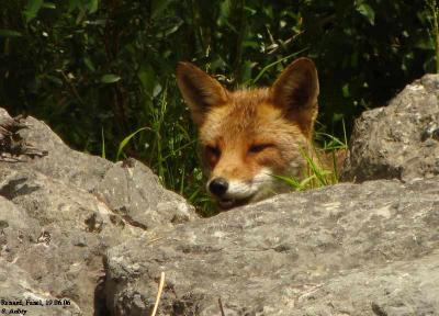 Renard roux, Vulpes vulpes