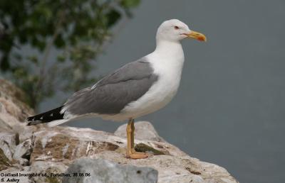 Goéland leucophée, Larus michahellis