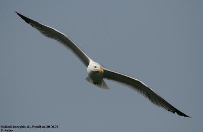 Goéland leucophée, Larus michahellis