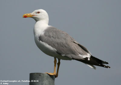 Goéland leucophée, Larus michahellis