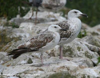Goéland marin, Larus marinus