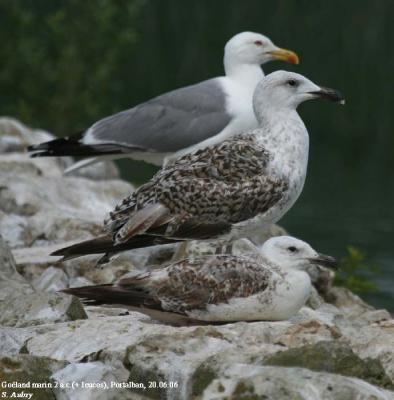 Goland marin, Larus marinus