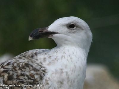 Goland marin, Larus marinus