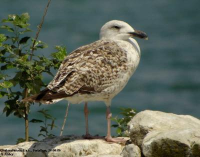 Goland marin, Larus marinus