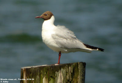 Mouette rieuse, Larus ridibundus