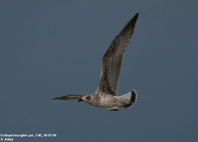 Goland leucophe, Larus michahellis