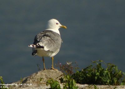 Goland cendr, Larus canus