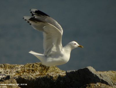 Goland cendr, Larus canus
