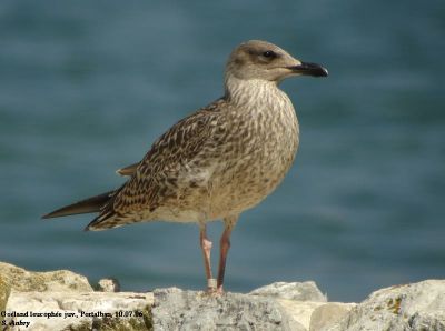 Goéland leucophée, Larus michahellis