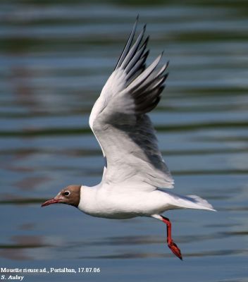 Mouette rieuse, Larus ridibundus