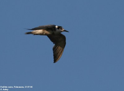 Guifette noire, Chlidonias niger