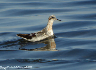 Phalarope  bec troit, Phalaropus lobatus