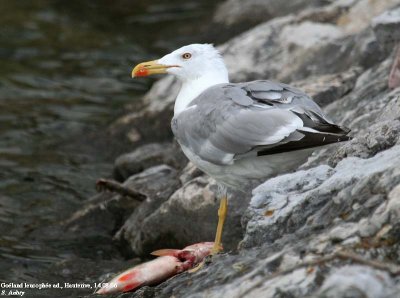 Goéland leucophée, Larus michahellis