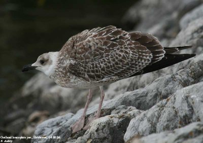 Goéland leucophée, Larus michahellis