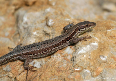 Lzard des murailles, Podarcis muralis brongniardii