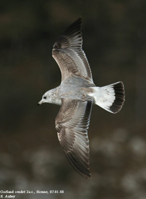 Goland cendr, Larus canus