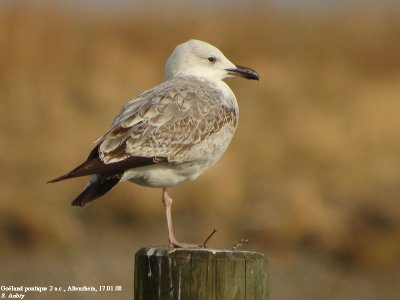 Goland pontique, Larus cachinnans