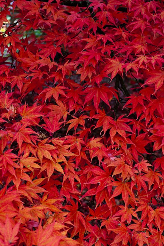 _MG_4241 sheffield park gdn.jpg