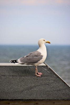_MG_6347 bexhill.jpg