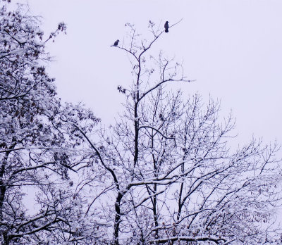 Snow of March....