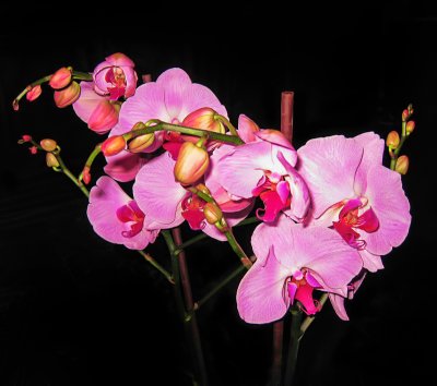 My orchids in the sun...