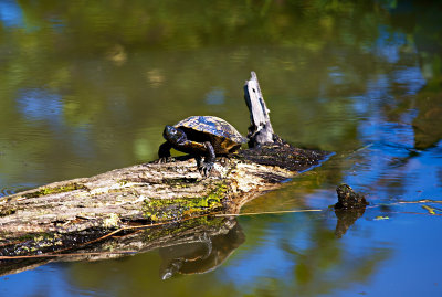 Turtle