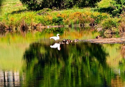 Swan and Babies