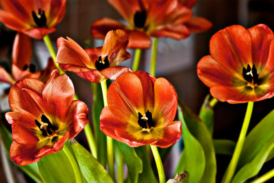 Red Poppies