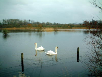 Swans and barbed wire