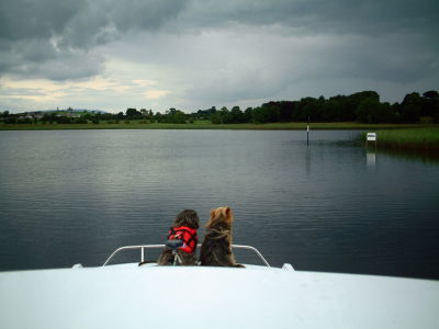 Dogs on Boat.