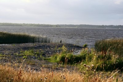 Cormorant on Lough Derg