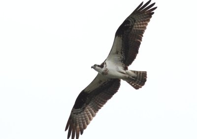 balbuzard_pecheur__osprey