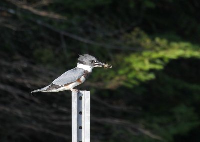 martin-pcheur_-_kingfisher